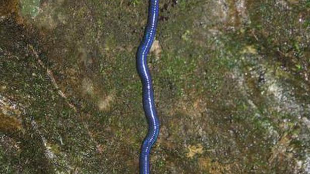 Mass migration of blue earthworms in Meghalaya underlines sustainable land-use