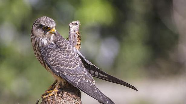 Migratory Amur falcons reach Manipur