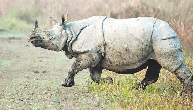 Amid lockdown, poachers eye rhino horns - The Hindu