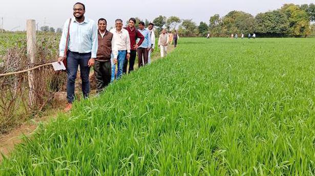 Sustainable farming in Banswara creates new livelihood sources