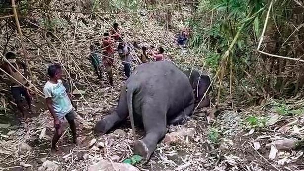 Lightning kills herd of 18 elephants in Assam