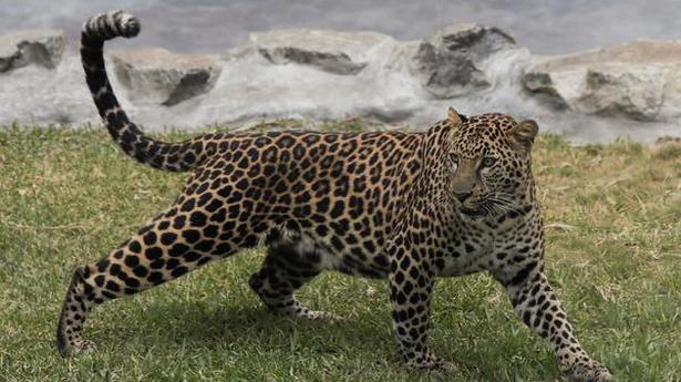 Assam undertakes leopard census for urban planning