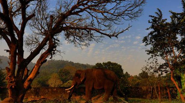 Elephant deaths rise to seven in Odisha sanctuary