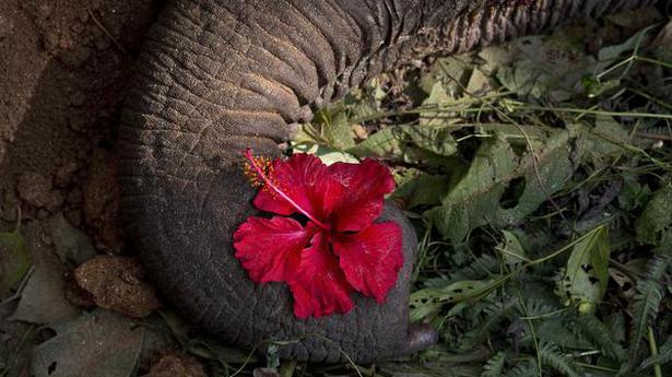 Elephant found dead in Assam