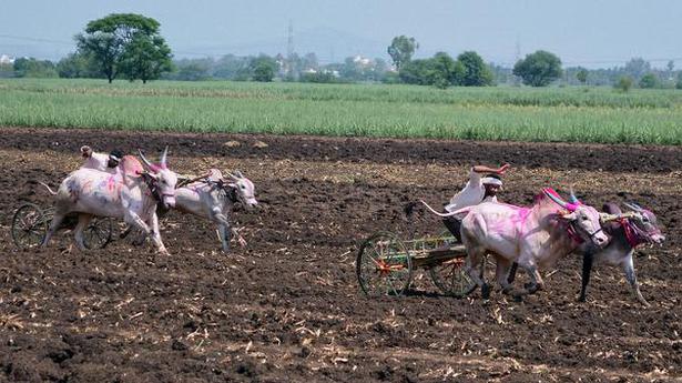 SC nod for bullock cart races welcomed in Maharashtra