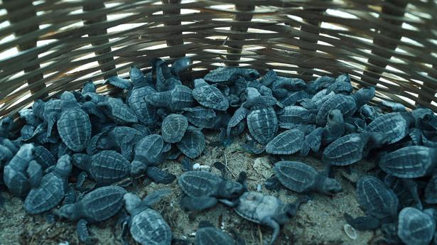 2.45 lakh Olive Ridley turtles arrive to nest at Gahirmatha