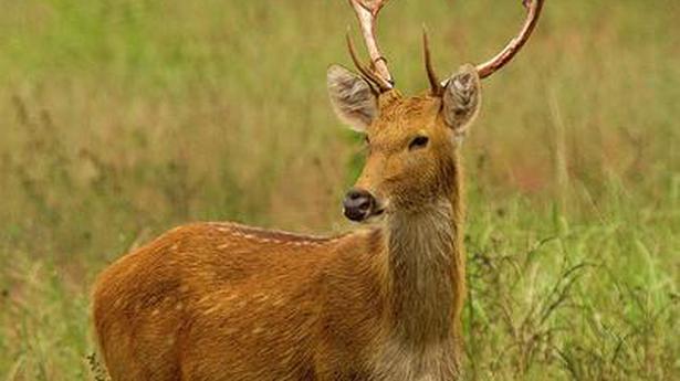 Genetic profiling of swamp deer in Dudhwa planned