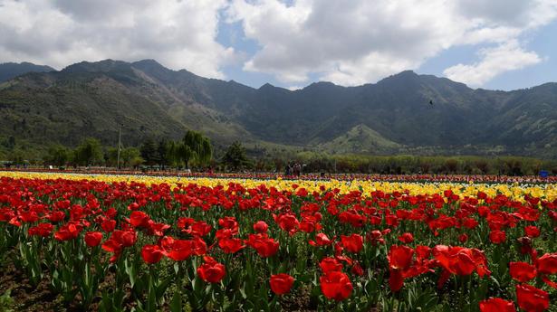 Watch | Asia's largest tulip garden in Kashmir