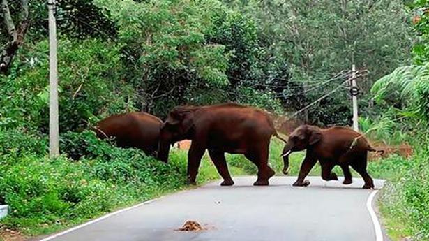 Four killed as wild elephants go on rampage in Odisha