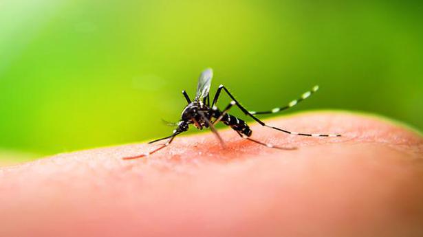 Dengue cases on the rise in Manipur border town Moreh
