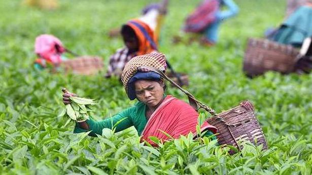Triprua tea estates workers to get pay hike