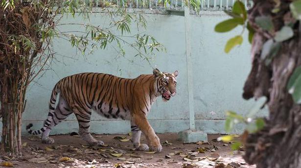 Zoo attendant mauled to death by tigress in Itanagar