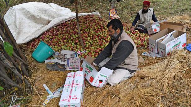 Pest-infested Iranian kiwis threaten Kashmiri apples