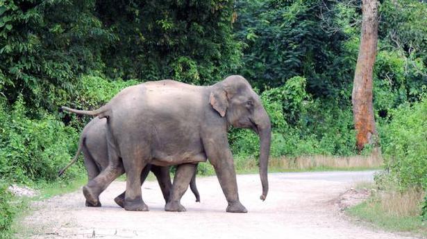 Elephant corridors to be restored in south Bengal