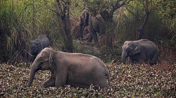 Experts warn Odisha against project to fit radio collar on elephants