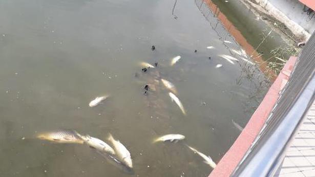Concern as dead fish float in Guwahati tank