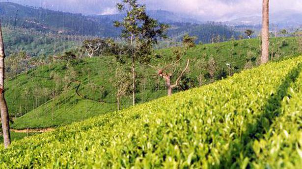 Chhattisgarh govt. to set up board for promoting tea, coffee cultivation