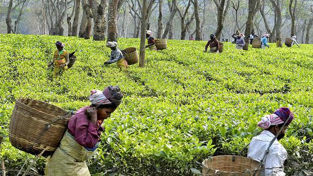 Assam decides to hike tea workers’ daily wage by ₹38