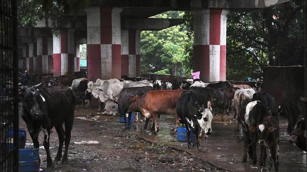 M.P. launches a slew of ‘cow welfare’ measures