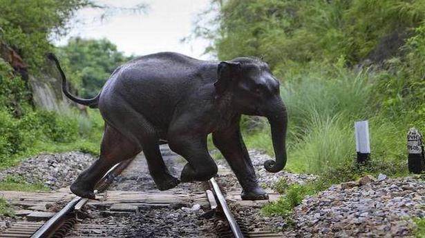 Human toll in human-elephant conflict rises during summer, Odisha study finds