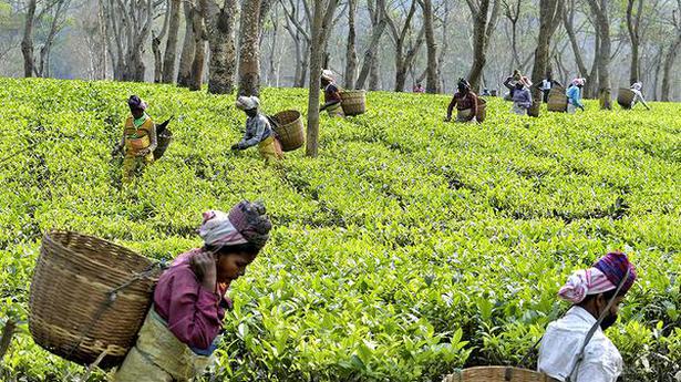 350 tea estates in Assam hit by COVID-19