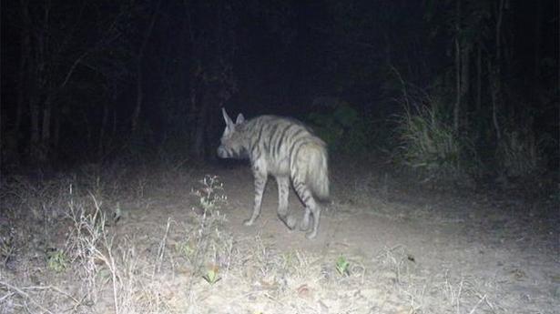 Rivals or partners?: wolf and hyena share the same bowl in south western Bengal