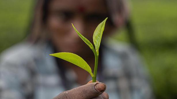 No wage hike in Assam tea gardens for now, says Gauhati High Court