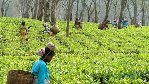 ‘Double trouble’ spells crop loss for Assam tea gardens