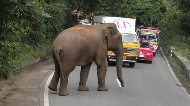 One-km-long flyover to be built to facilitate elephant movement in Odisha