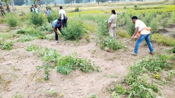 Odisha steps up drive against hemp cultivation