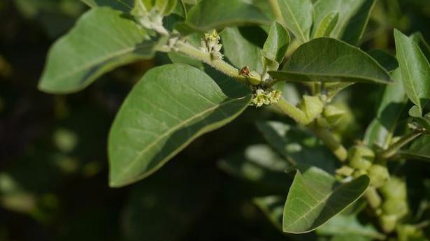 India, U.K. to conduct clinical trials of ‘Ashwagandha’ for promoting recovery from COVID-19