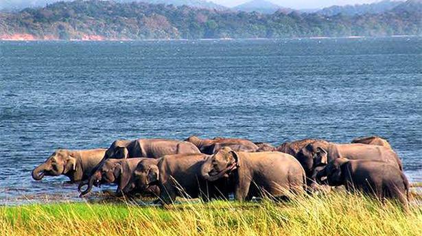 NGT directs Odisha govt to notify 14 elephant corridors in 2 months