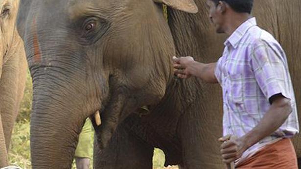 Andal temple elephant not injured, say officials