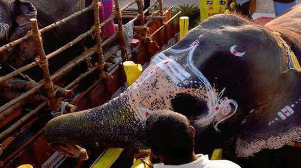 Elephant taming | A gentle giant in captivity