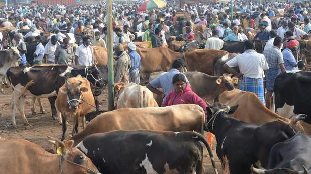 COVID-19 curfew affects sales at weekly cattle shandy at Karungalpalayam