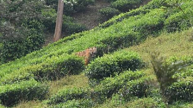 In search on an elusive tiger