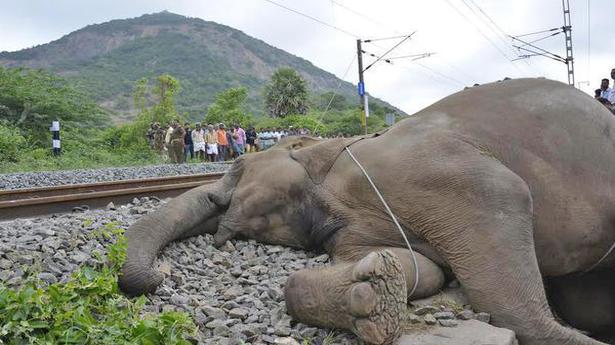 Panel to look into the death of elephants on rail lines