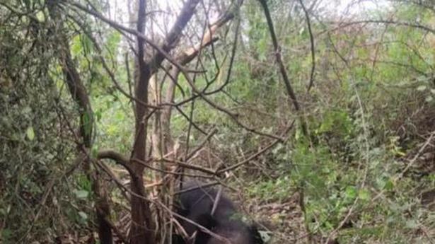 Sloth bear in Erode district rescued, released into forest
