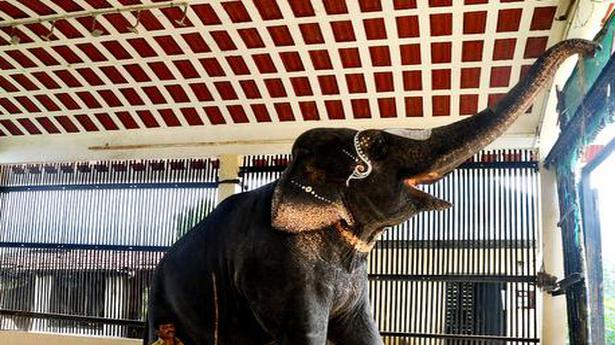 Temple elephant gets bathing pool in Tiruvannamalai