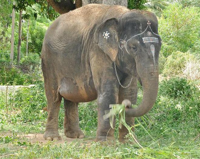Petition seeks restoration of elephant to original habitat
