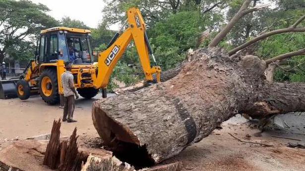 Felling of 877 trees for Cuddalore-Madapattu Road widening work begins