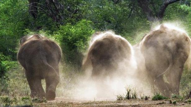 SOP soon for capture, release of wild elephants