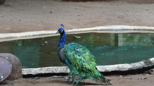 54 peafowl poisoned near Tiruppur in nine days