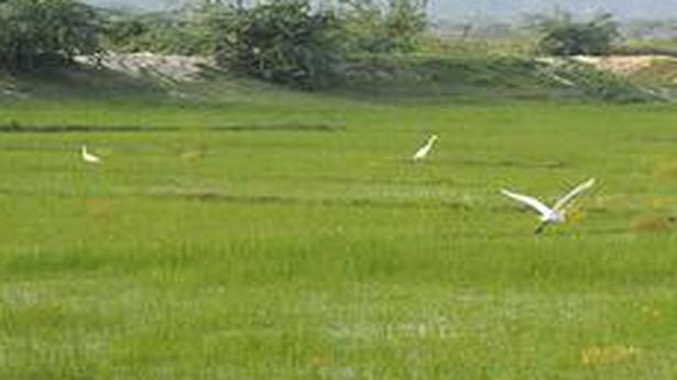 Kazhuveli notified as 16th bird sanctuary in T.N.
