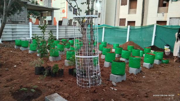 An organic garden comes up in Perumbakkam resettlement site