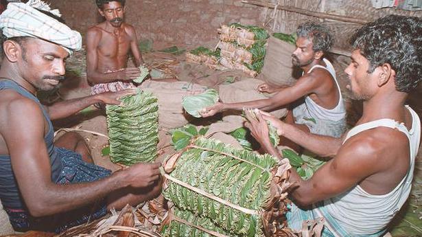 GI sought for famous Sholavandan betel leaf