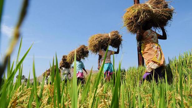 Govt. plans to expand crop insurance scheme - The Hindu