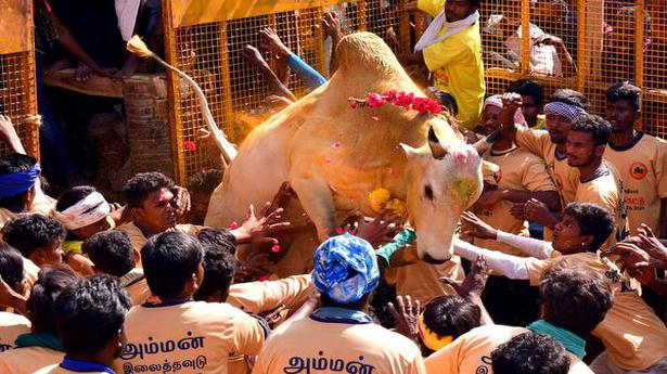 Madras HC bans use of foreign breeds in Jallikattu