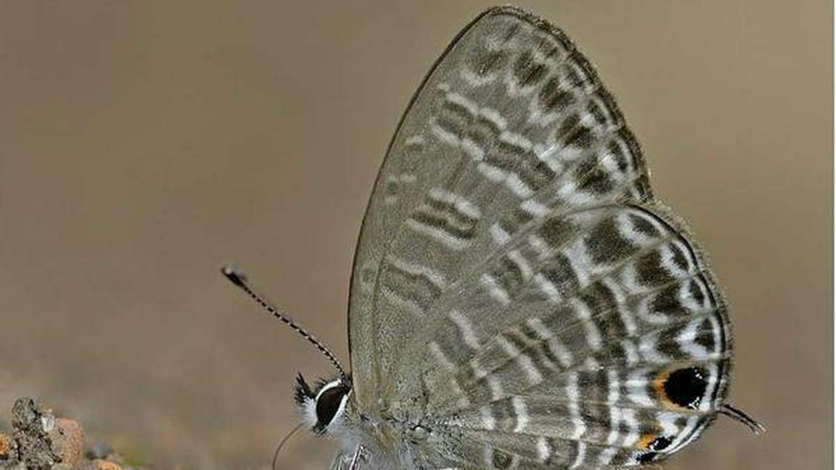New sub-species of six-line blue butterfly discovered from south Western  Ghats - The Hindu