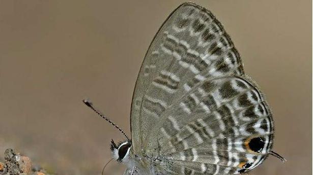 New sub-species of six-line blue butterfly discovered from south Western Ghats